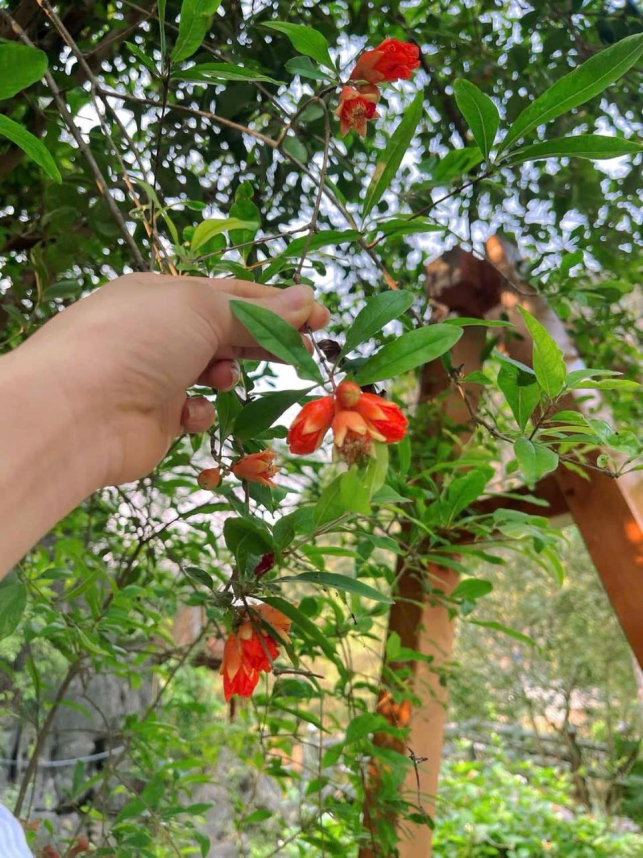Trang An Heritage Garden Νιν Μπιν Εξωτερικό φωτογραφία